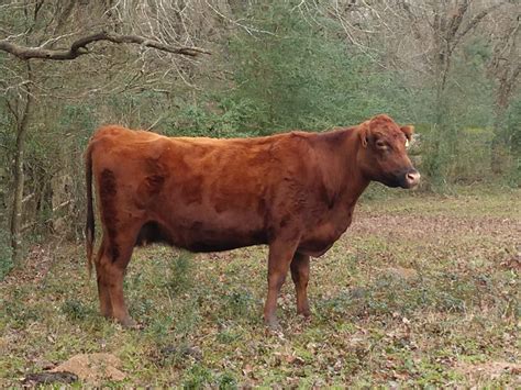 Yell has decent tip to tip with 85" of total horn. . Cows for sale near texas usa craigslist
